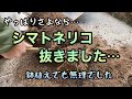 【シマトネリコ・2本抜きました】花壇と鉢植えのシマトネリコを2本とも抜きました。コンクリートの上に作り直した花壇と、新しく植えた木。