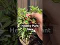 I Cleaned Up My Chiltepin Plant… Now Look at It