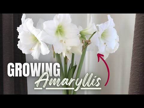 فيديو: Staking Amaryllis Plants - نصائح حول دعم زهور الأمارلس