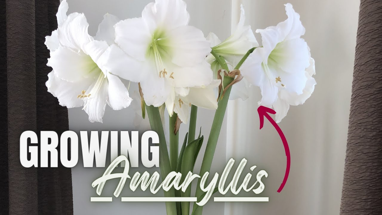 Force Your Amaryllis Bulbs To Bloom Indoors And Enjoy Beautiful Winter