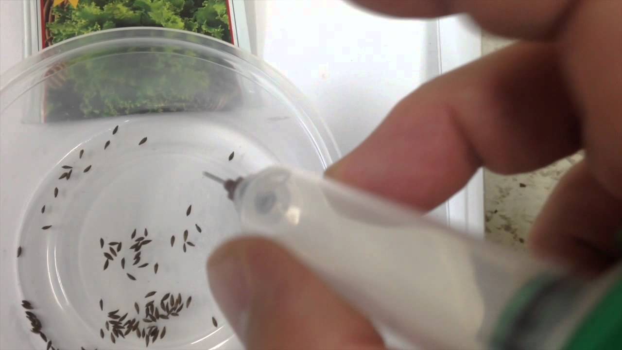 Vacuum Seeder YouTube