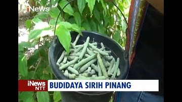 iNews NTT - Mengenal Tradisi Makan Sirih Pinang dan Budidayanya di Timor Tengah Selatan