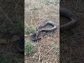 😱 साप ने ये क्या किया? #snake #cobra #release