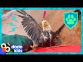 How will rescuers save this eagle  dodo kids  rescued