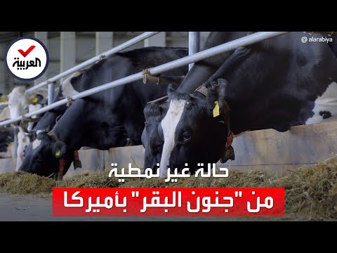 اكتشاف حالة نادرة من جنون البقر في أميركا
