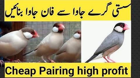 how to produce fown java Sparrow in low cost pairing | sasti fown java low budget #java #mutation,