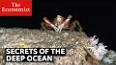 The Hidden Depths of the Ocean: Exploring the Mysterious Beyond ile ilgili video