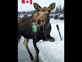 M I X AHA AHA X I M Hey Canada Dry M I X AHA AHA X I M Hey Canada Dry