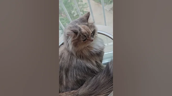 Video 11134181: munchkincat munchkins, munchkin cat cutecat kittens, munchkin kitten pets cats, munchkin cute kitten pets