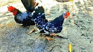 Dica Para Quem Deseja Criar Garnizé