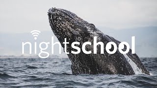 NightSchool: The Great Gray Whale Migration