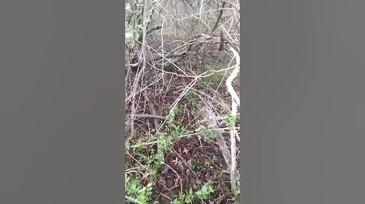 Woodcock April 22, 2017