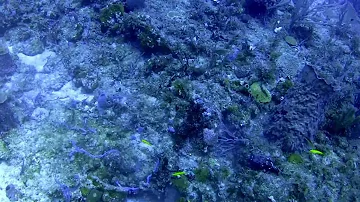 Goliath Grouper Following Us - takes lion fish from me.