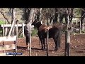 "Hijos del Campo" Un joven de campo