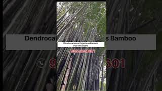 🎋World's Fastest Growing Gigantic Bamboo Plant Giant Bamboo for Farm &amp; Fencing 📞 9954354601 #bamboo
