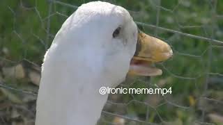 Screaming DUCK....