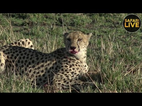 safariLIVE - Sunrise Safari - September 21, 2018
