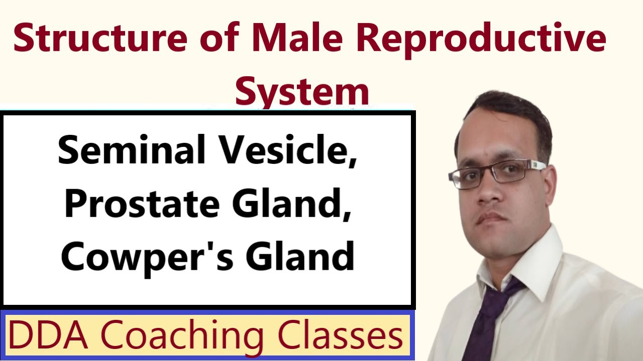 Male Accessory Glands Seminal Vesicle Prostate Gland Cowper's