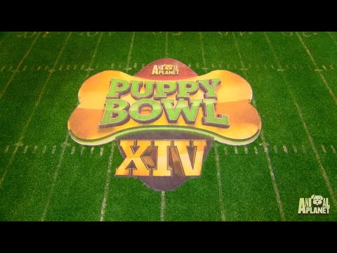 See The Puppy Bowl Stadium Built From Scratch In This Timelapse Video