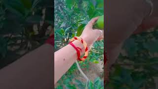 naturel kheti?? मौसमी ?? video shortvideos