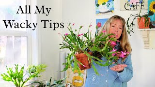 Your Christmas Cactus Looking Sad? Fix it With My Easy Care Tips!