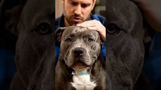 #dogs #micro #expression …. #doglife #shortsfeed #shorts # #dogtalk #pets