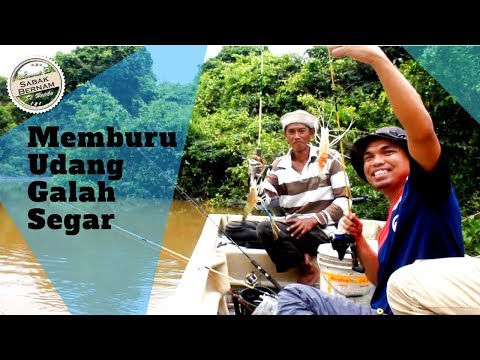 Menarik Di Sabak Bernam - Memburu Udang Galah Segar