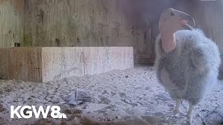 Oregon Zoo breaks its condor hatch record