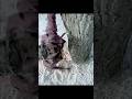 Don't have sympathy in the apocalypse#shorts #movie