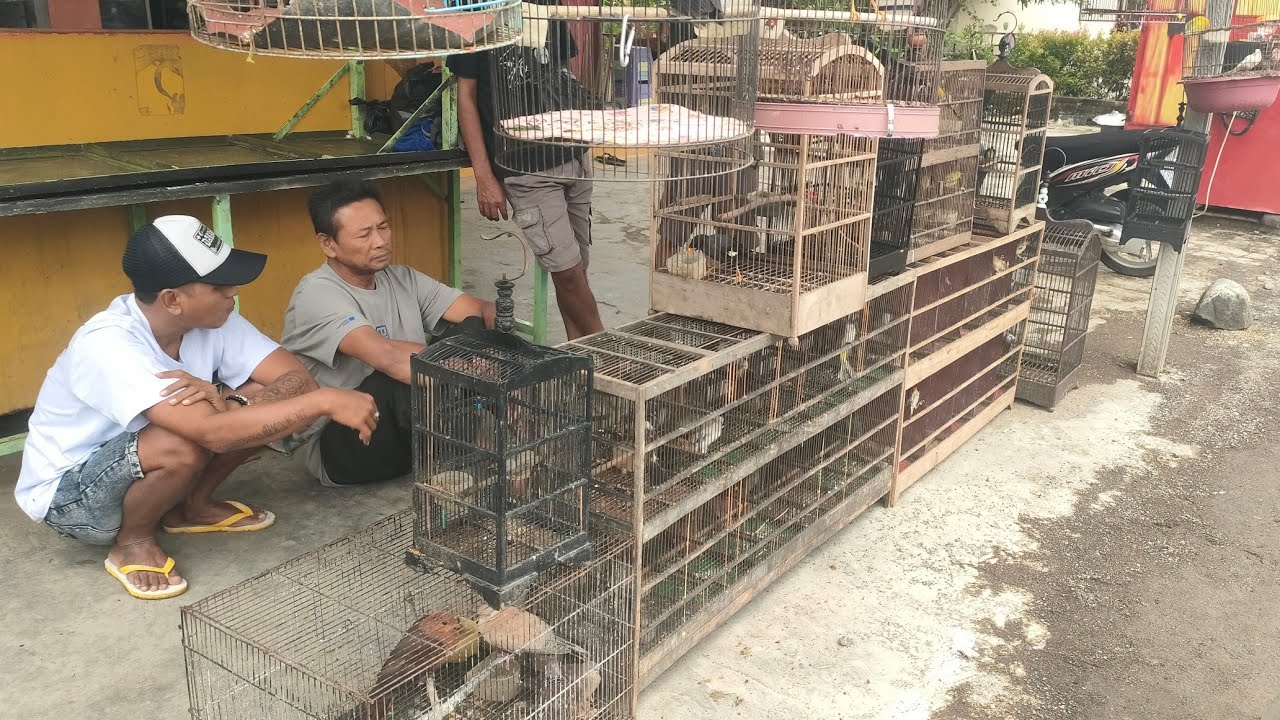 PAS MUSIM HUJAN COCOK RAWAT BURUNG iNI SUARA MANTAP 