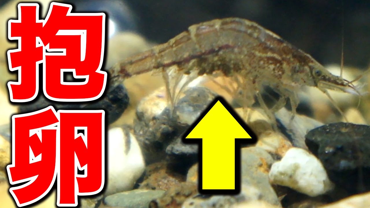 水槽 ミナミヌマエビが抱卵 稚エビが金魚に食べられる前に隔離する 19 1 22 Youtube