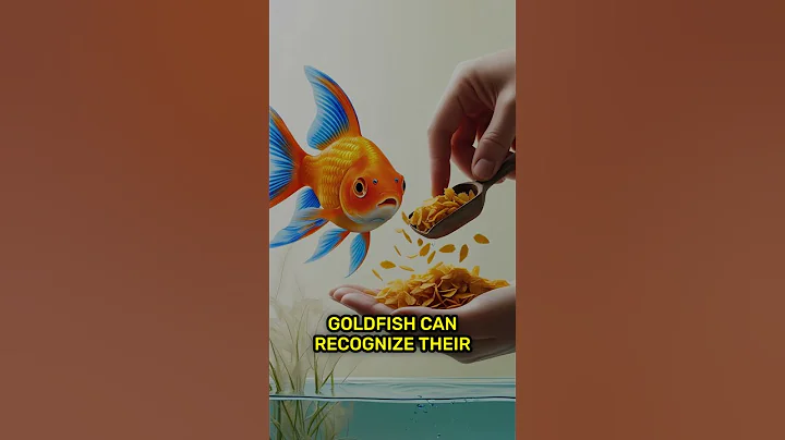 Do Goldfish really have a 3 second memory ? Debunked The myth !  #mythsbusters #ytshort