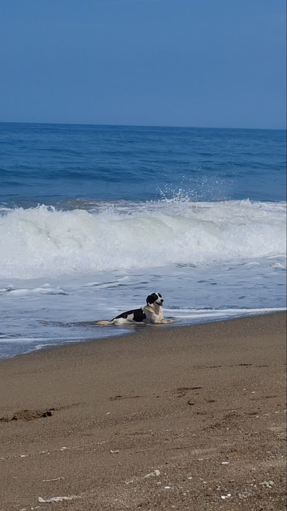 Sıcaktan bunalan köpeğin serinleme yöntemi.