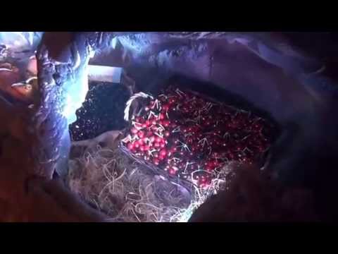 Vídeo: Crosta De Cirera I Cirera Dolça