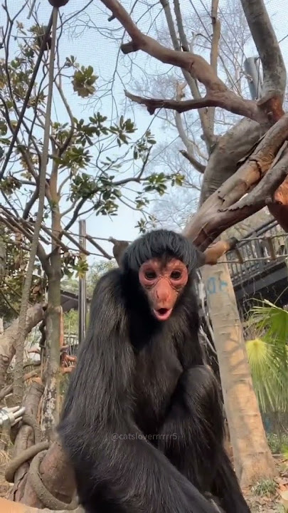 Monyet ketakutan🙉😅🤣#monyet #monyetlucu #menyenangkan #takut #monkeysoftiktok