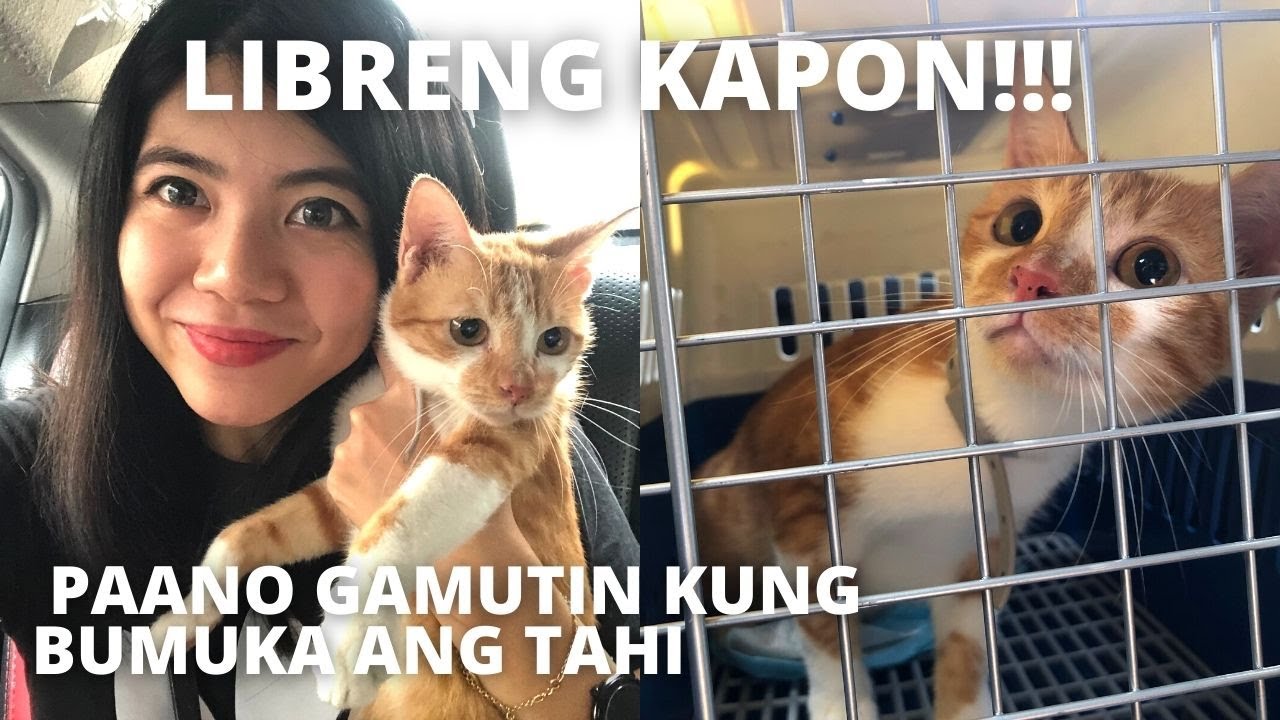 FREE Neuter Spay Kapon in Manila! + 6 IMPORTANT Things To Do Before