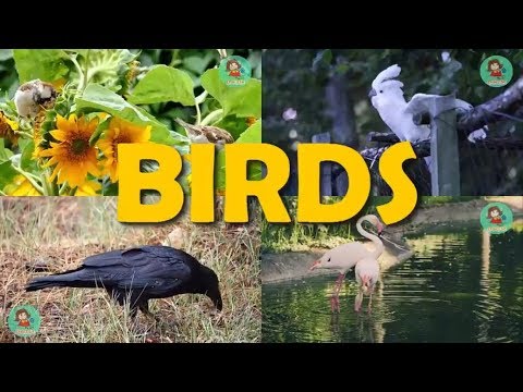 วีดีโอ: นกอะไรเป็นสัตว์ทะเล