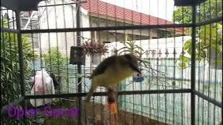 Prenjak Daun Full Isian Sangat Bagus Untuk Masteran Prenjak Macet