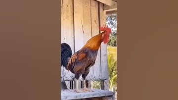 Thumbnail of Morning Wake up call