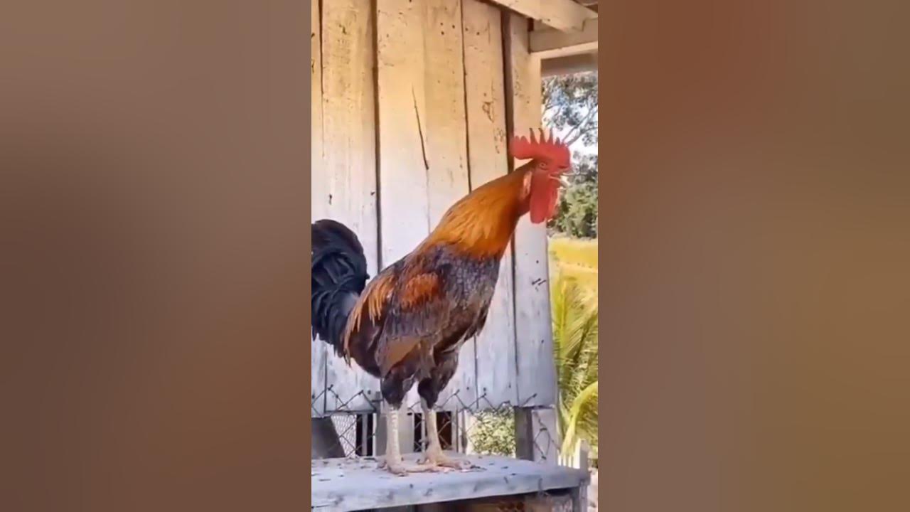 Morning Wake up call