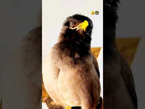 مینا پرنده سخنگو پرنده مینا 