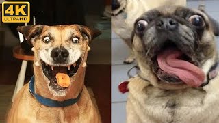 🐶 Funny dogs fails, try not to laugh 😂 Dogs fails funny - Khrystyn reaction by Funny Pets Life 57 views 1 month ago 10 minutes, 46 seconds