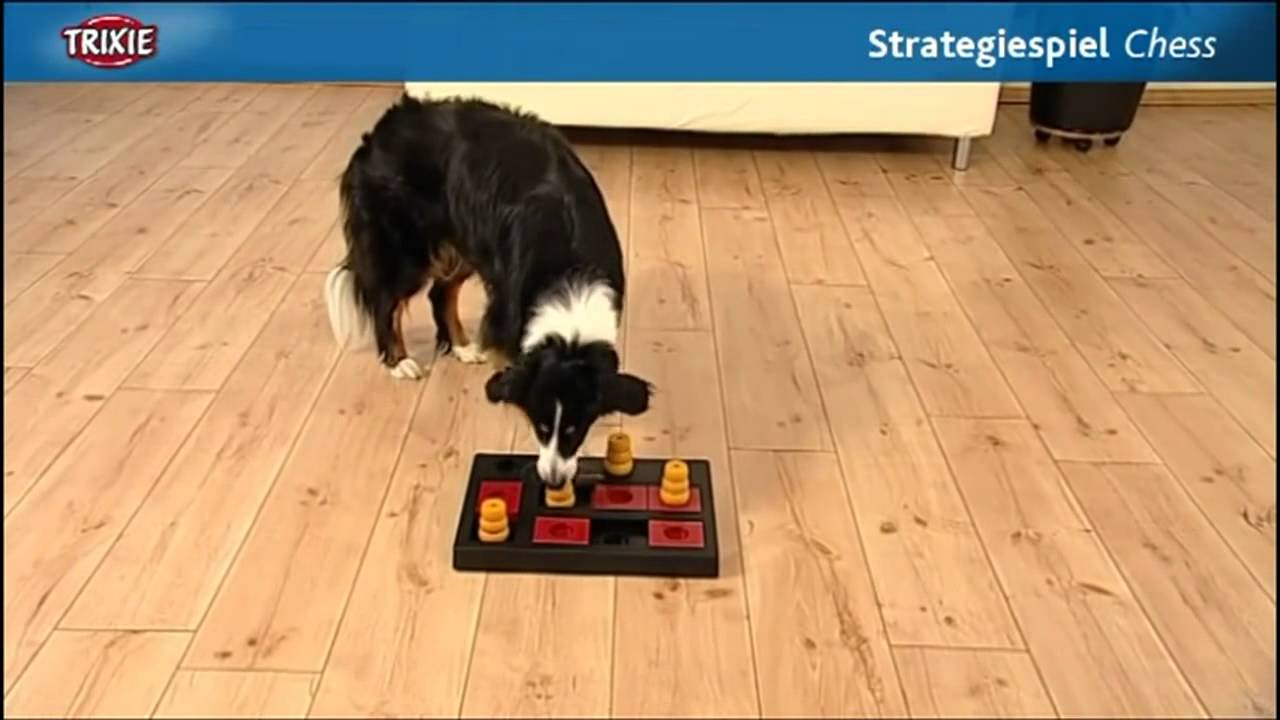 Dog, Trixie Dog Activity Chess Game Level 3