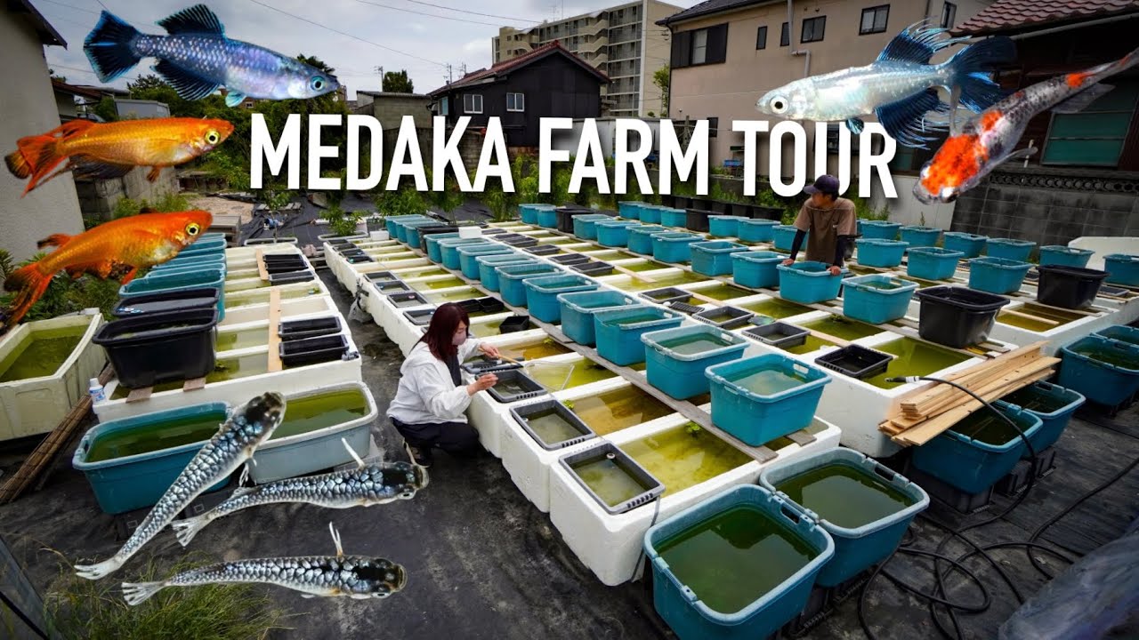 INCREDIBLE Medaka Farm Tour in Japan!! Japanese Rice Fish Breeder