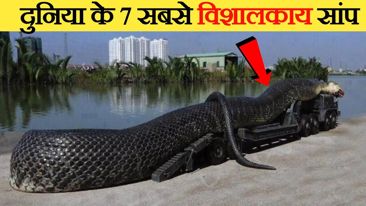 7 Biggest Snake On Earth Instant 7-biggest-snake-on-earth-instant