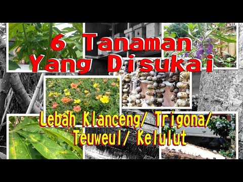 Video: Apakah lebah menyukai lobelia?