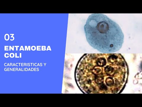 Entamoeba coli 3.0 ||Parasitología || Amebas || Amebiasis intestinal