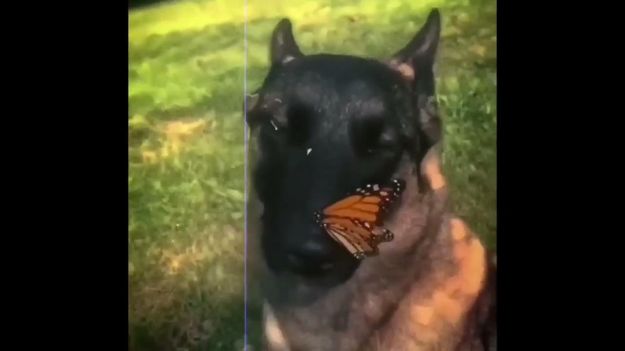 I have no enemies || Dog and butterfly 10hours I have no enemies || Dog and butterfly 10hours