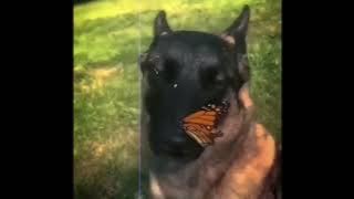 I have no enemies || Dog and butterfly 10hours
