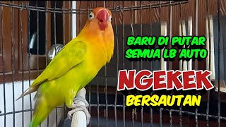 BARU SEBENTAR DI PUTAR Suara Burung Lovebird Ngekek Panjang Ini, Semua LB DIJAMIN NGEKEK BERSAUTAN